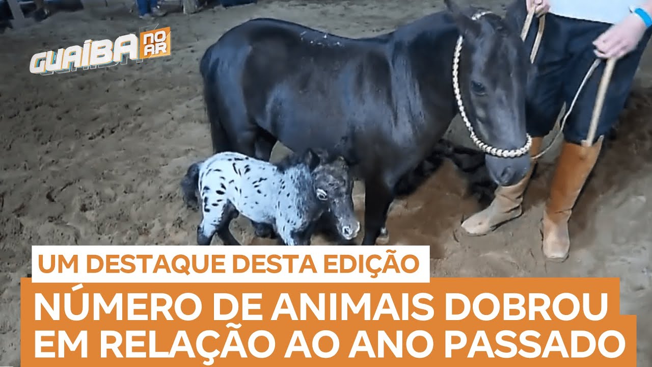 Atração: pôneis dobram participação na Expointer