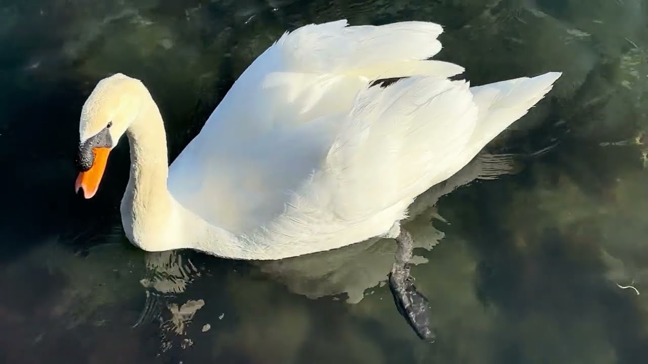 🦢白 鳥🦢