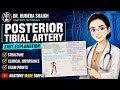 Posterior tibial artery| anatomy| simplified| hand written exam notes|