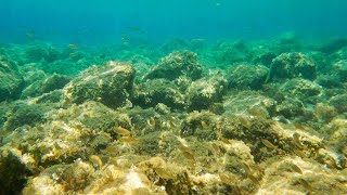 Arenella beach, Giglio Island, Tuscany, the seabed. In 4K HLG-HDR, GoPro Hero 11 Mini.