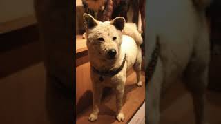 Hachiko: The Loyal Heart of Shibuya! #shorts #viral #japan #video #dog #story