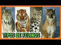 TIPOS DE FELINOS🦁 Todas las Especies de Felinos del Mundo 🐈🌎Razas de felinos 🐯