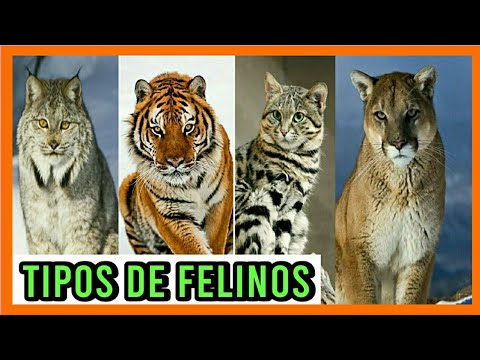 Video: Los 10 Hechos Fantásticos De Los Felinos