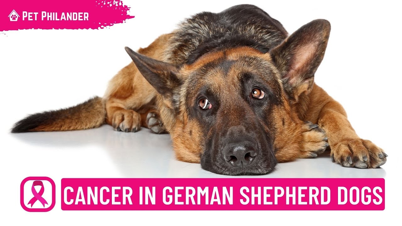 Cancer in German Shepherd Dogs ! Types of Cancer in Dogs