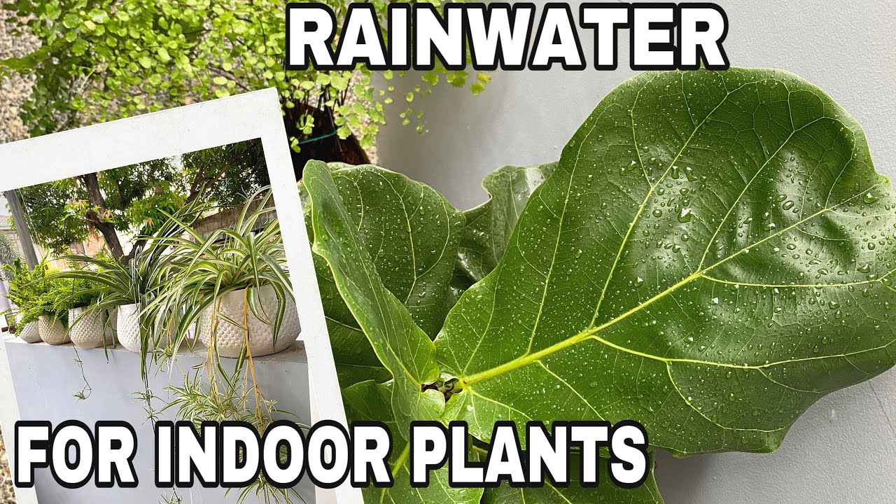 RAINWATER FOR INDOOR PLANTS YouTube