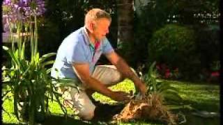 Gardening: Agapanthus