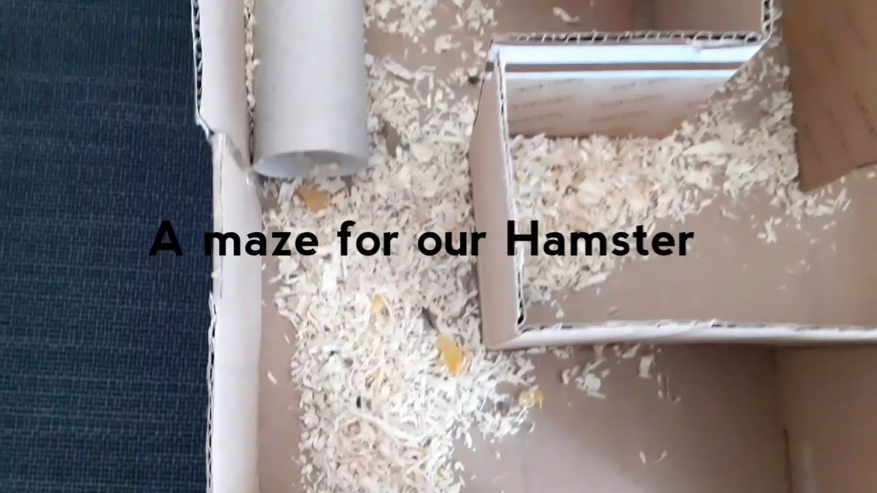 hamster maze study