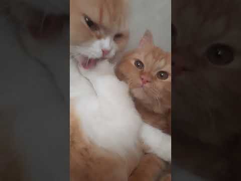 محبي القطط شوفو قططي بيقلدوا يعض ويغلثو علي بعض قطط مقططه