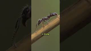 Most painful sting in the world  #Ants #Biology #Science #Research #insects_of_our_world #universe