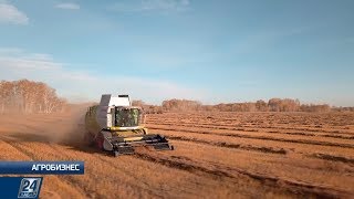 Какой урожай собирают казахстанские агрономы | Агробизнес
