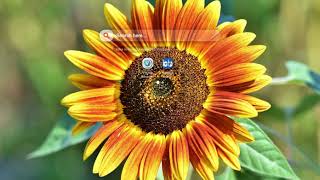 Sunflower Wallpaper HD screenshot 5