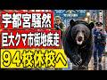 【緊急解説】宇都宮市街地にクマ出没…麻酔銃捕獲の舞台裏と遭遇時の命を守る行動