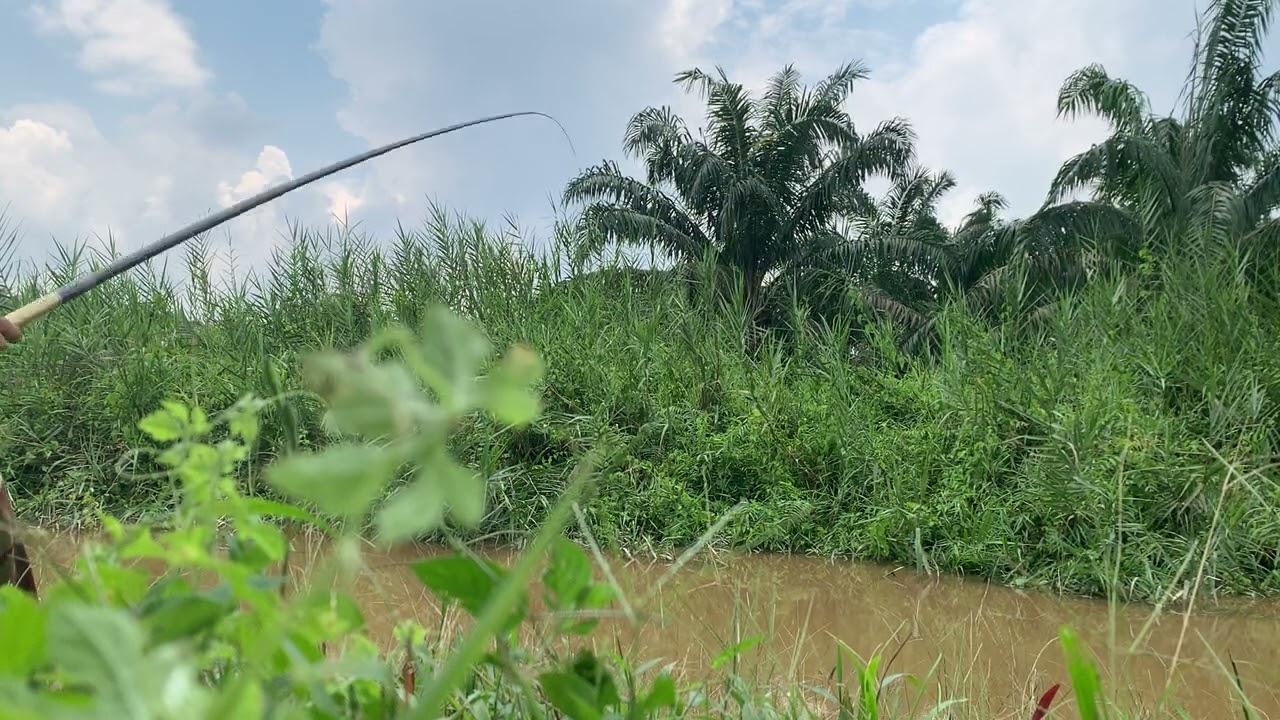 MANCING IKAN BAUNG || IKAN KETHING || IKAN BERDURI || UMPAN IKAN KETHING