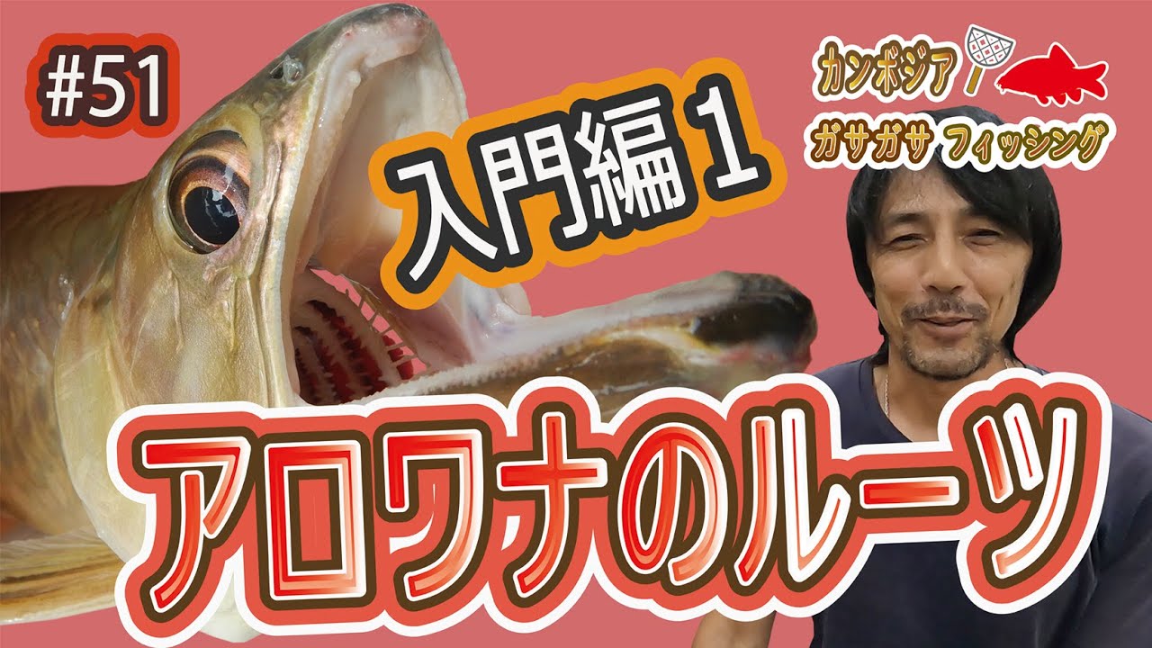 Introduction to Arowana Roots 1 - YouTube