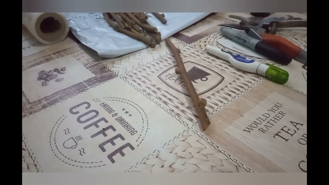 Як зберегти та вкорінити живці КІВІ зимою.