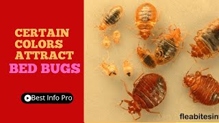 Certain Colors Attract and Repel Bedbugs - Scientists Discover!