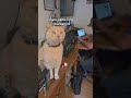 The ham shack cat checking in
