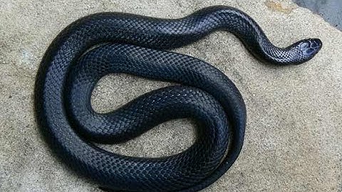 Snake on Cast net