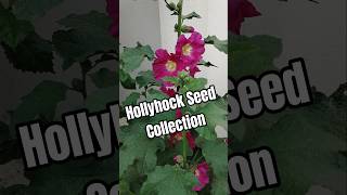 How to Collect Hollyhock Seeds | Save Seeds for Next Season🌸 #hollyhock#seedcollection#gardeningtips