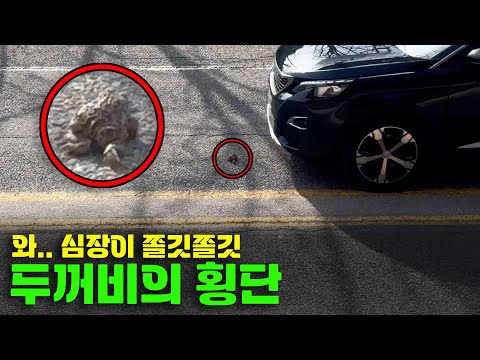 23129회. 최근 본 영상 중에 제일 조마조마했던 영상입니다. 두꺼비의 횡단 함께 보시죠.