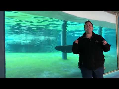 Seals VS  Sea Lions