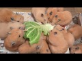 キャベツを食べる女子達