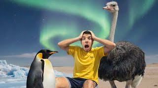 Download Lagu Afrikada Bir Türk 5. Bölüm🇿🇦 Penguenler ve deve kuşları  MP3