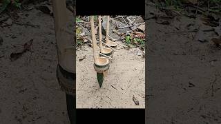 Create amazing bamboo trap to catch squirrels #shortvideo #shortsfeed #shorts