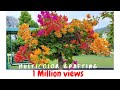 How to create multicolor bougainvillea