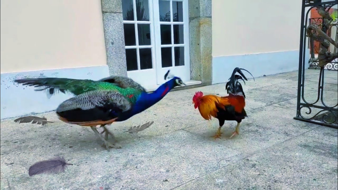 Fight between peacock and Rooster The rooster bit the peacock and injured it. Incredible Fight