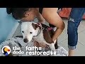 This Dog Was So Scared She Had To Be Carried Everywhere | The Dodo Faith = Restored