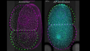 Microscopy becomes interactive: researchers generate flows in embryos to guide development.