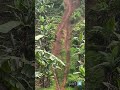 Semangat juang junior latihan nanjak star didepan sebelum terjadi insiden // jay25 // kbb adventure