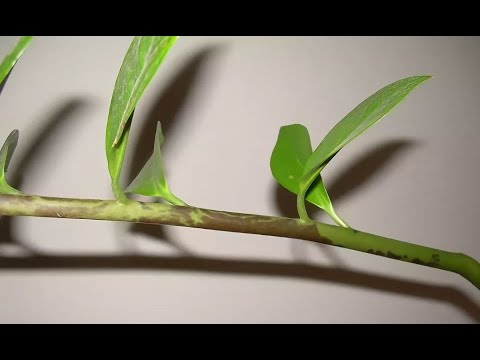 Темные пятна на стебле и листьях замиокулькаса: причины их появления и лечение долларового дерева