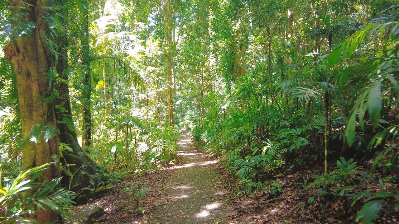 Dorrigo National Park 4K Walk | Rainforest, Waterfalls & Nature | Relaxing Wonga Walk - Australia