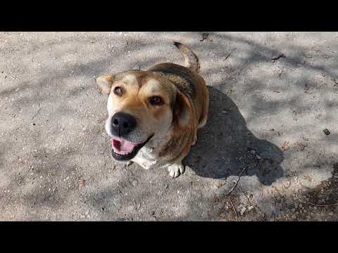 ლამაზი ძაღლი პურს მიიერთმევს, ნელი კადრი.cute dog, slow motion