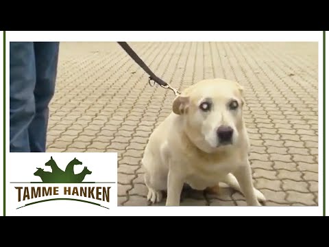 Älterer Hund mit Arthrose – Tamme gibt sein bestes | Tamme Hanken | Kabel Eins