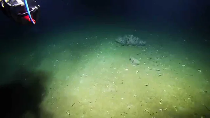 Giant Siphonophore Sighting | Nautilus Live
