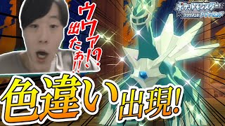 【ポケモンBDSP】伝説の色違いリアクション！ディアルガ出現！発狂！超低確率を引いた男の反応【ダイパリメイク】 しろーん