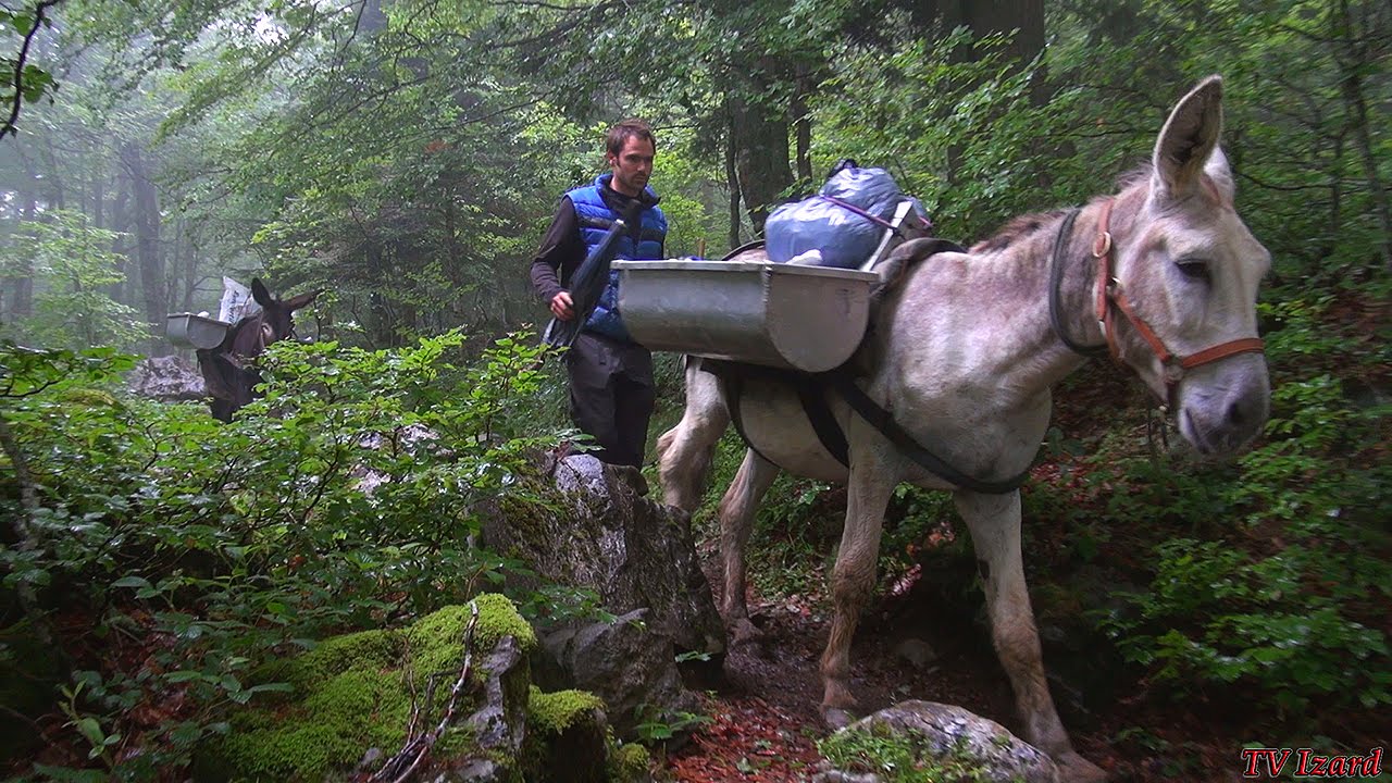 MULETAGE en Béarn - Ravitaillement des Bergers - Fromage de Brebis - Tv Izard Esprit des Pyrénées