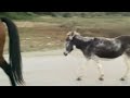 Лошади возвращаются на ферму…… сами