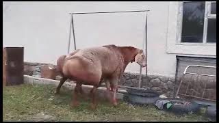 Tomosha Arashandi Tozalari