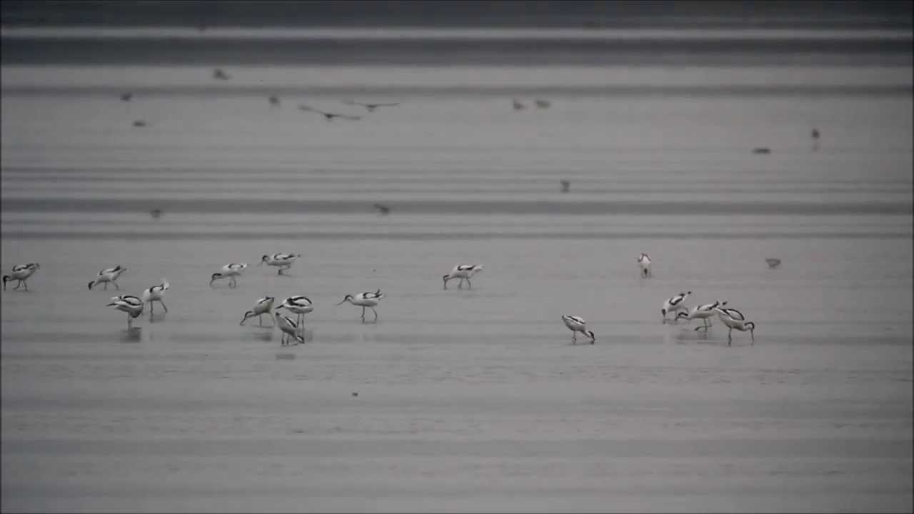 bird app Avocets Romania 2013