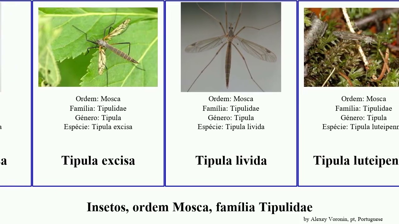 Insetos, ordem Mosca, família Tipulidae tipula ctenophora insect mallorca ultima elegans cava aino