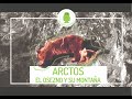 OSO PARDO. CORDILLERA CANTÁBRICA. &quot;ARCTOS, El Osezno y su Montaña&quot;.