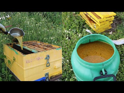 Βίντεο: Πώς να ταΐσετε τις μέλισσες το χειμώνα