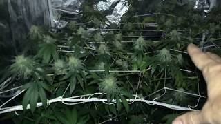Clementime\ Night bud shot video