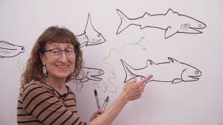 Are we related to tuna? The evolution of vertebrates, including humans and fish