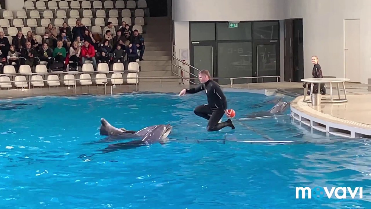 4К. Литва дельфинарий. Delfinariumas, pasirodymas . #lietuva # ...