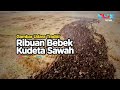 Rekaman Udara Ribuan Bebek 'Kudeta' Sawah Untuk Buru Hama Padi